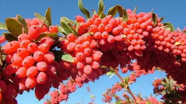 تصویر 3 از خرید انواع زرشک صادراتی + قیمت فروش استثنایی